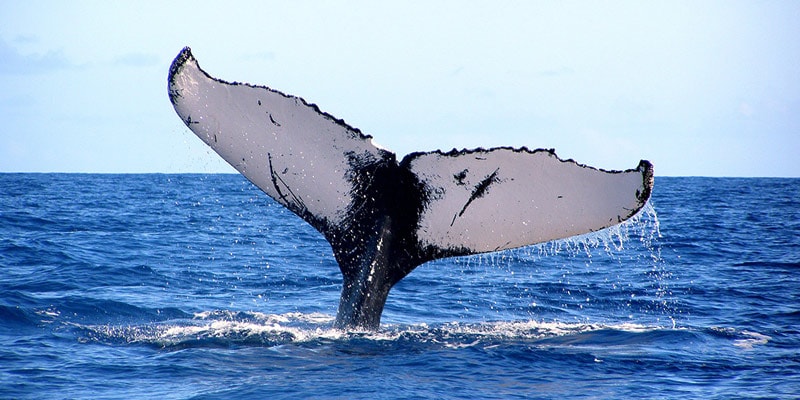 whale-tail-diving-in-ocean