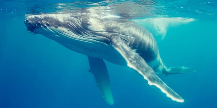 close-up-of-whale-in-ocean