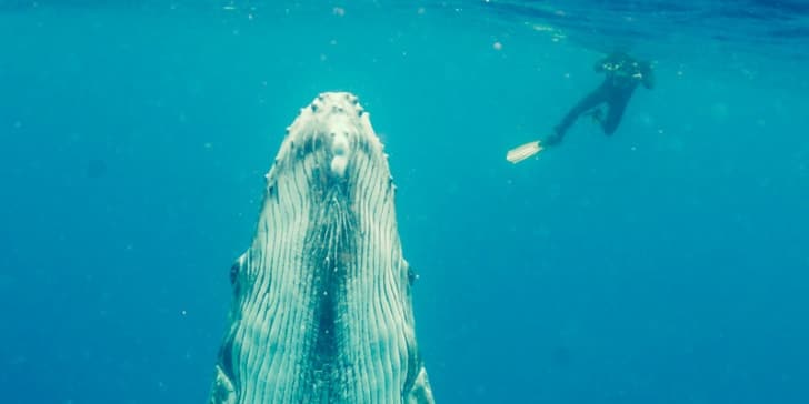 diver-swims-close-to-humpback-whale-tonga