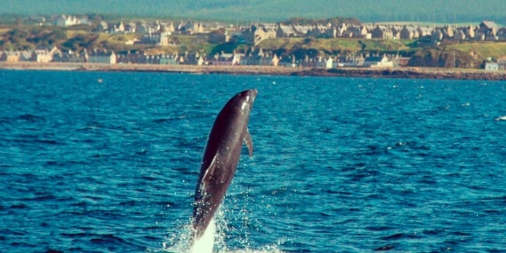 dolphin-jumps-out-of-water-scotland
