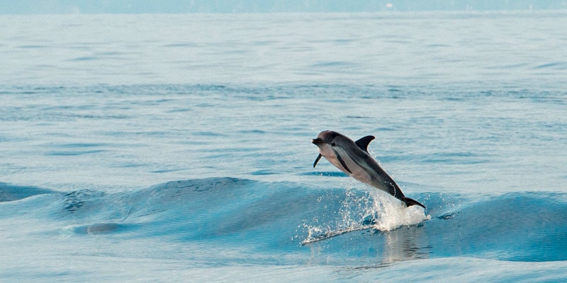 dolphin-leaping-out-of-water