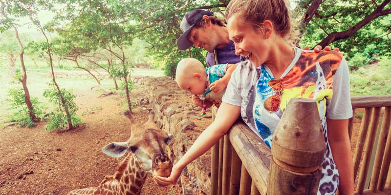 family-feed-giraffe-mauritius