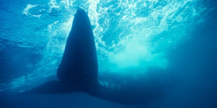 huge-whale-swims-under-water