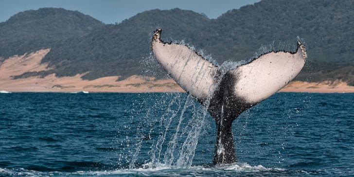 humpback-whale-breaches-south-africa