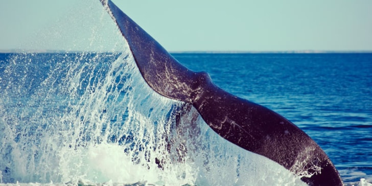 humpback-whale-tail-breaches