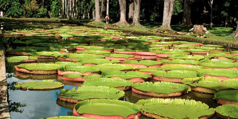 lily-pond-mauritius