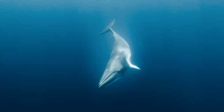 minke-whale-dives-in-ocean