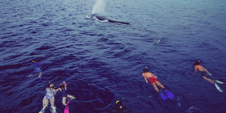 snorkelling-with-whales-in-dominican-republic