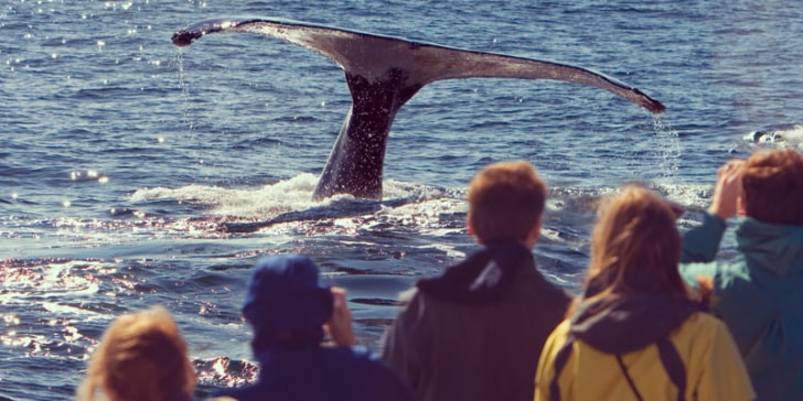 tourists-watch-humpback-whale