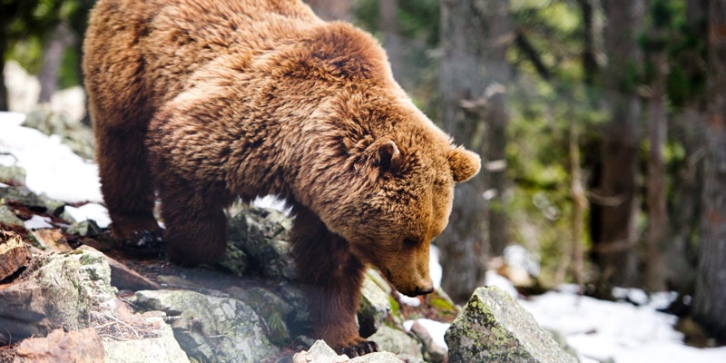 Andorra-bear-watching