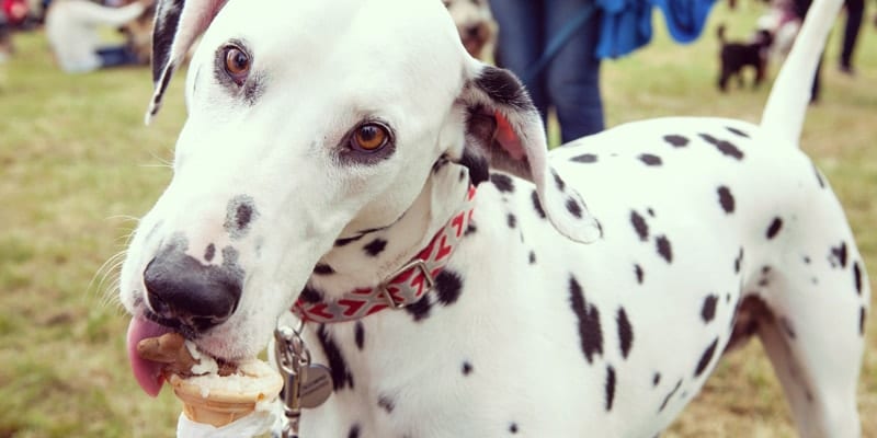 Dalmation dog at Dog Fest