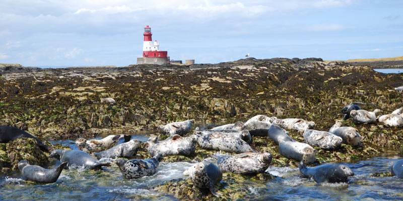 Farnes-lighthouse-and-seals