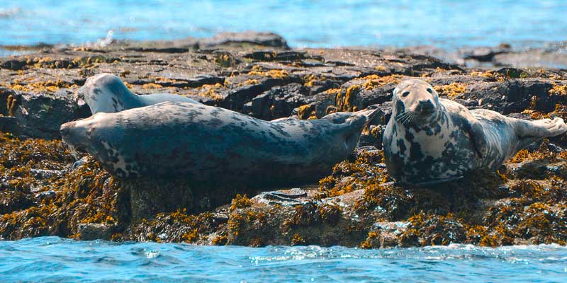 grey-seals-on-farne-islands-nature-reserve