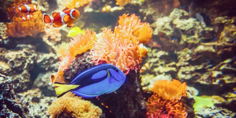 help-find-dory-tropical-fish
