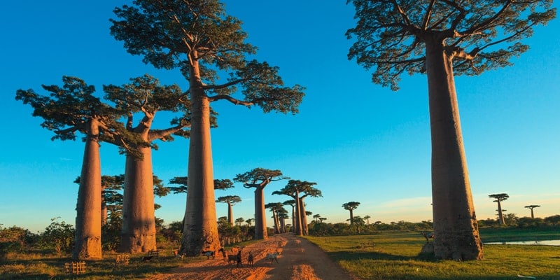 baobab-alley-madagascar-indian-ocean