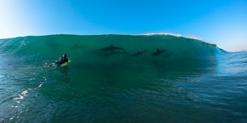 surfing-with-dolphins-durban-south-africa