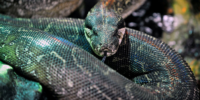 agentine-boa-snake-at-zsl-london-zoo