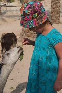 Goat feeding at Chaicas club med