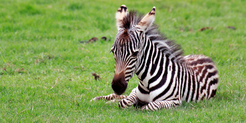 baby-zebra-foal-lying-on-the-grass