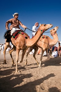 camel-race-oman