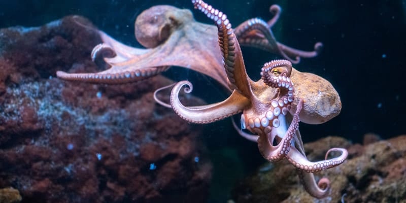 octopus-swimming-underwater
