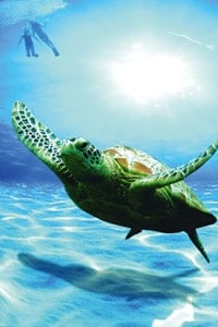 turtle-swimming-under-water-oman