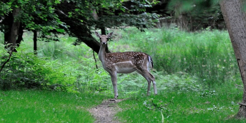 deer-in-epping-forest