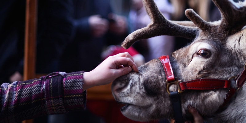 meet-santas-reindeer-christmas-at-blithbury