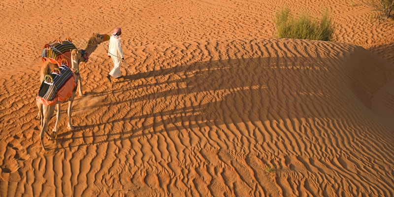 desert camel, dubai