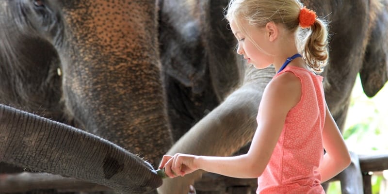 Feeding Elephants Thailand