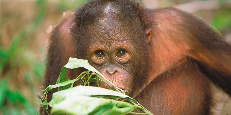 orangutan baby borneo