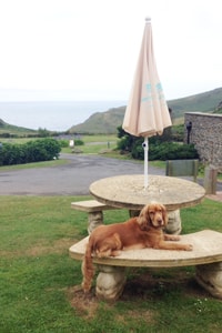 barney-outside-soar-mill-cove-hotel-copyright-alistair-heap