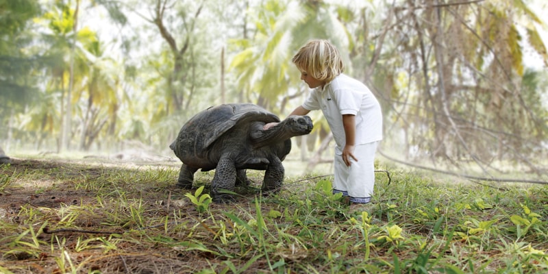 child tortoise Seychelles