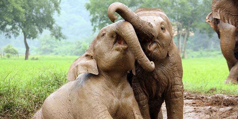 adventure holidays rickshaw-travel-thailand-elephants