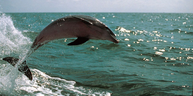 natural-florida-atlantic_bottlenose_dolphin
