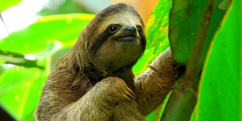 North America sloth-sanctuary-costa-rica