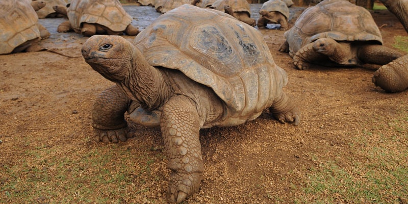 mauritius-Tortoise