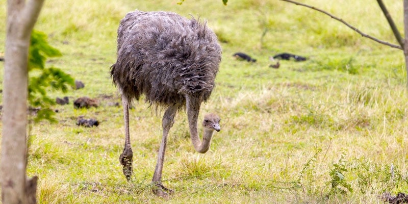 ostrich-at-casela-world-of-adventures