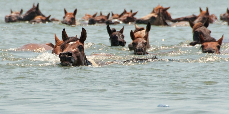 Assateague-Island-horses-swimming-USA
