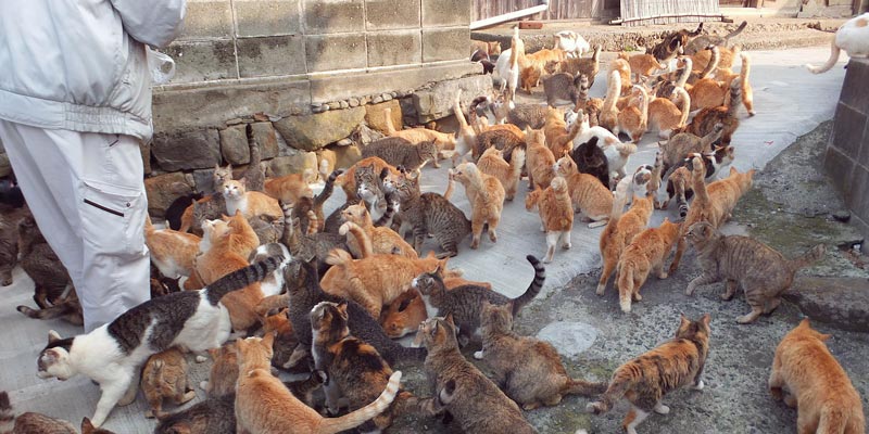 Cats_on_aoshima_island japan