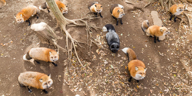 fox-village-miyagi-japan