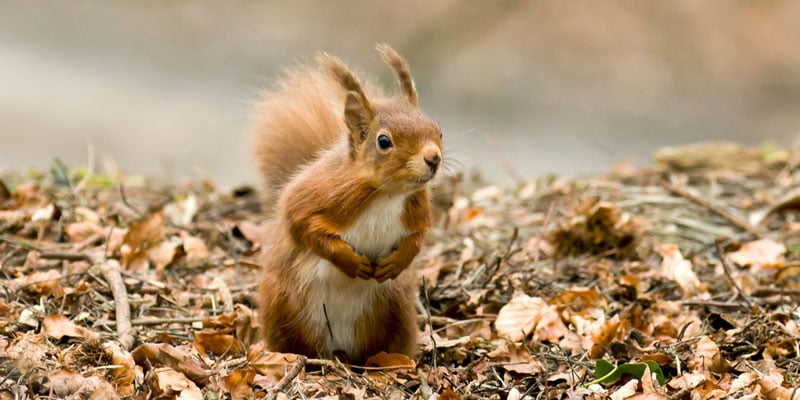 red-squirrel-brownsea-island-dorset