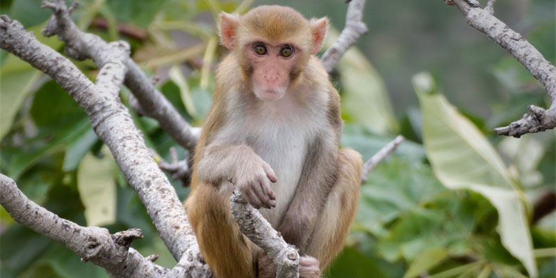 rhesus-monkey-Puerto-rico