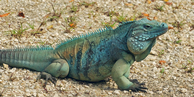 Blue-Iguana-Grand-Cayman