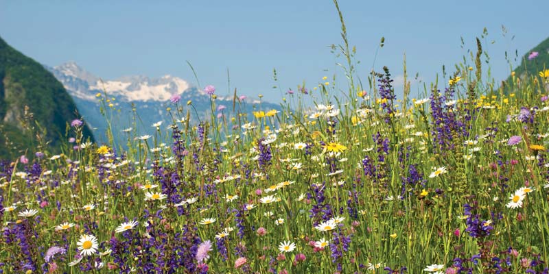 June_Slovenia-Tourism-Bohinj-Flower-Festival_Blooming-Meadow