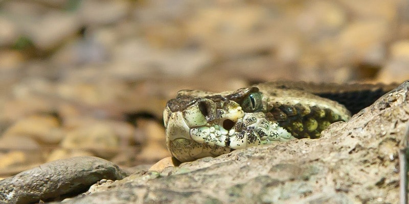 close-up-of-snake-on-snake-island-brazil
