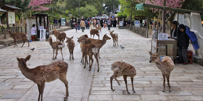 deer-island-japan