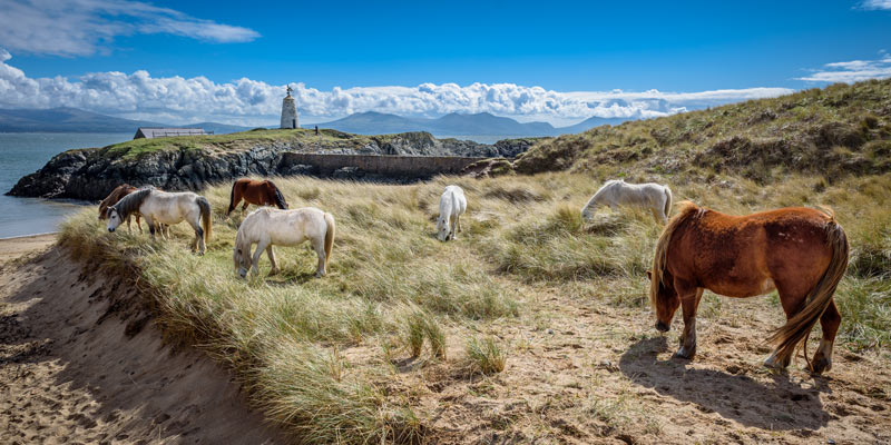 horses-on-anglesey-island