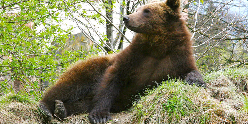 innsbruck-bear-austria