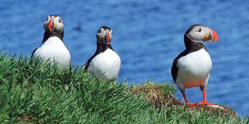 puffins-on-lundy-island-uk